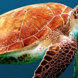 Turtle