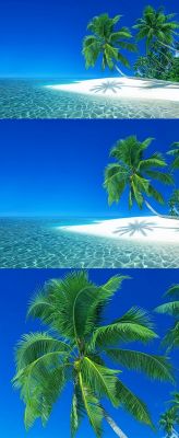 Ocean, Island, and Palm.: Ocean, Island, and Palm.