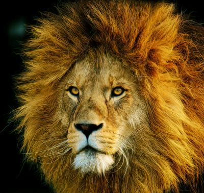Lion: Lion #lion
